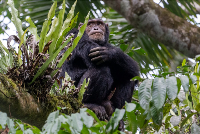 Nyungwe Forest National Park Rwanda