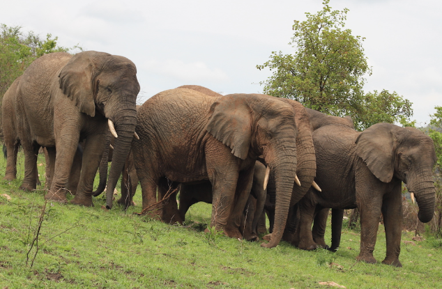 akagera national park - rwanda national parks