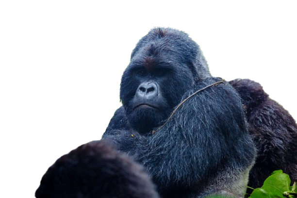 GORILLA TREKKING IN RUSHAGA FROM ENTEBBE