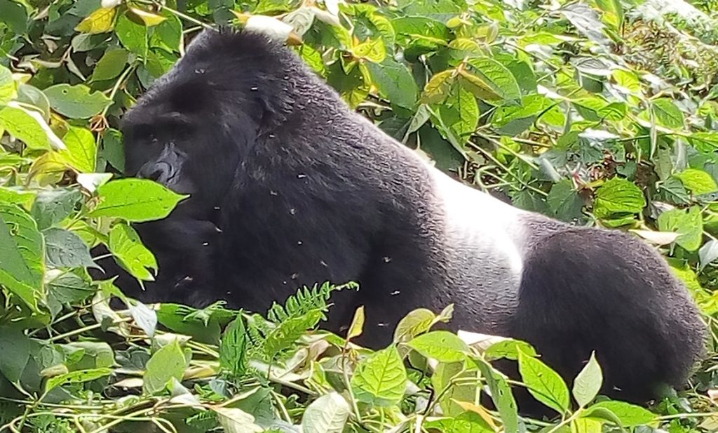 4 DAYS BWINDI GORILLA TREKKING