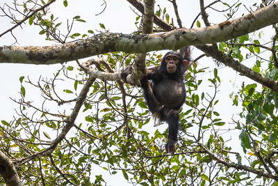 Chimpanzee Trekking in Uganda