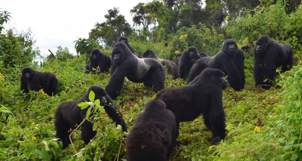 Gorilla Trekking in Uganda