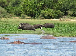 Murchison Falls National Park