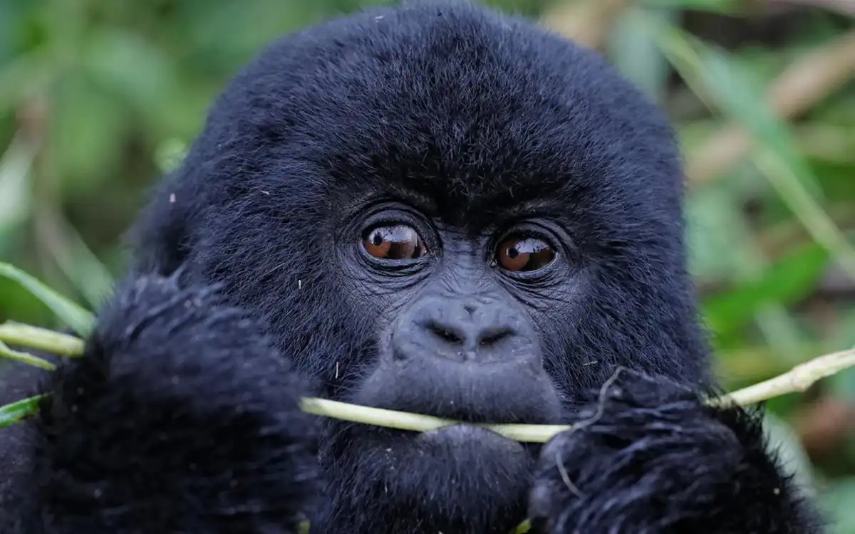 3-days-bwindi-gorilla-tour