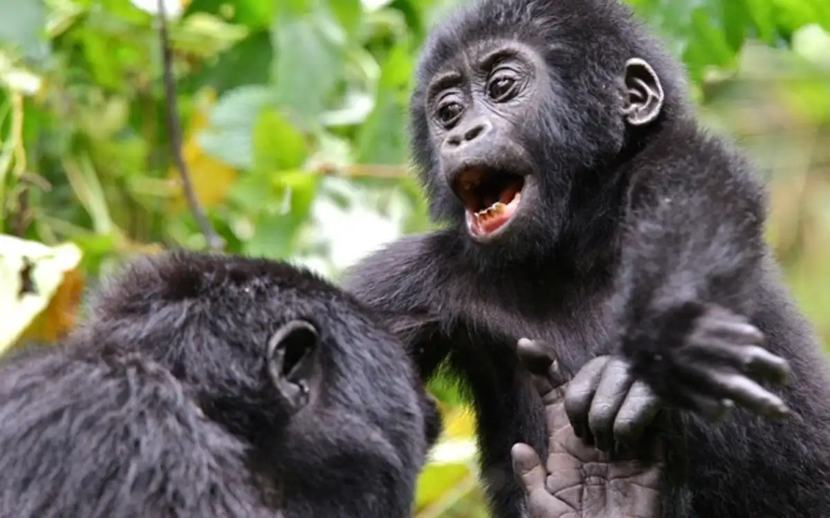 4 Days Bwindi Gorilla Trekking